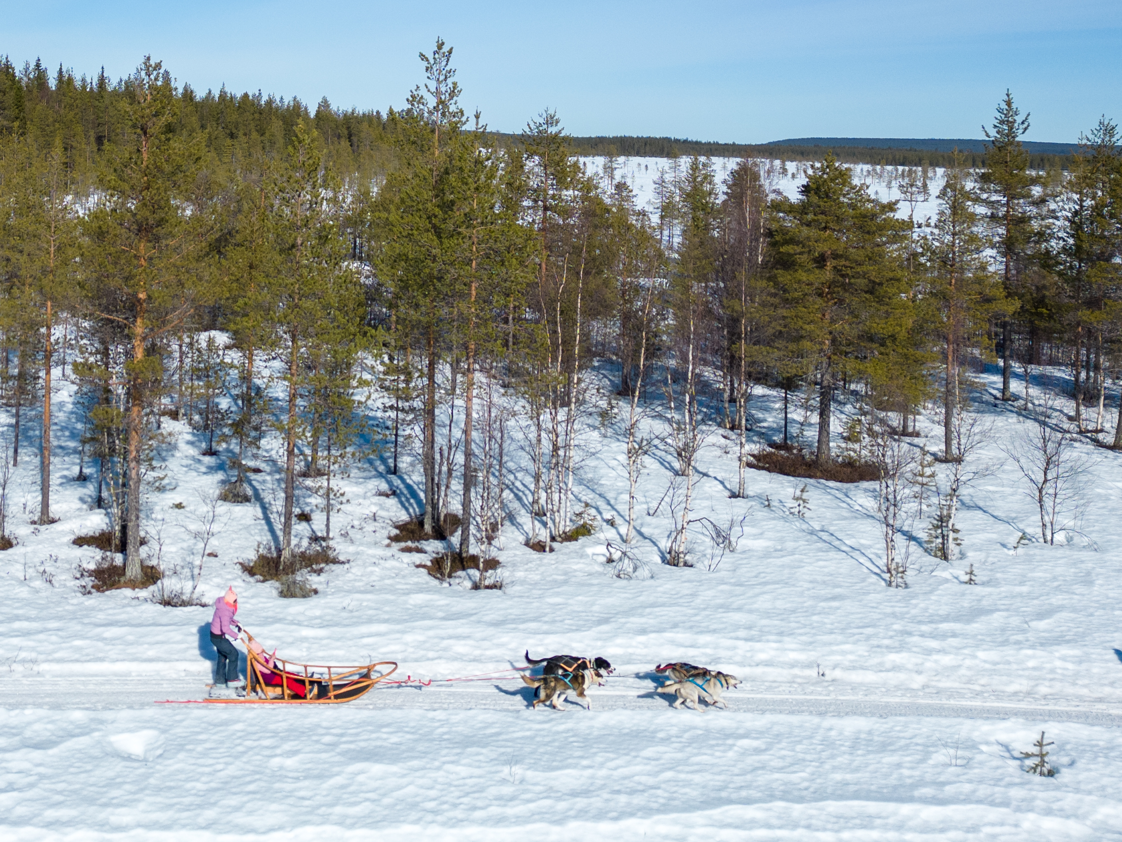 Aerial view of a husky sled team on a snowy forest trail