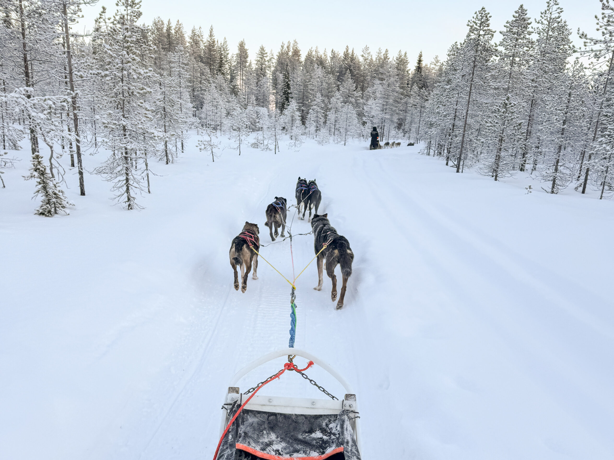 View from the sled of a husky team running along a snowy trail